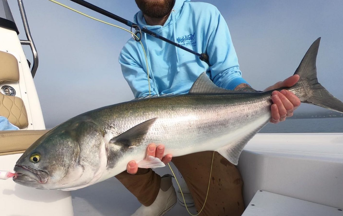 Bluefish caught in Hampton Bays