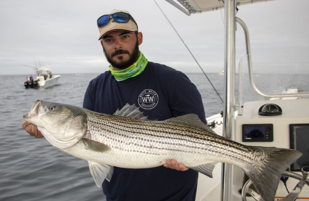 Striped bass caught by angler in Hampton Bays
