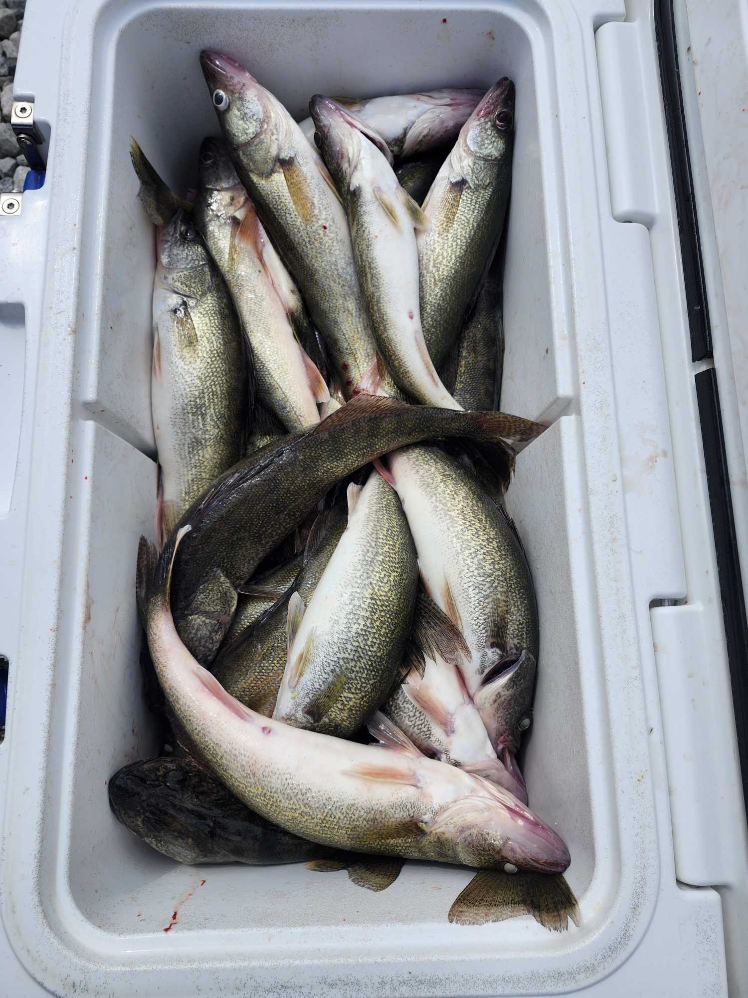 Fresh caught walleye displayed in white cooler from Marblehead OH fishing trip