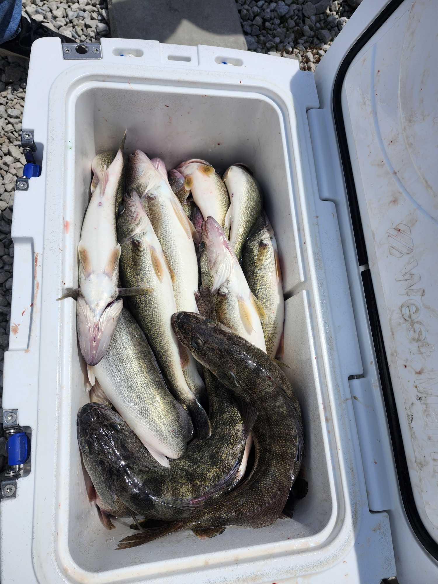 Fresh caught walleye fish in white cooler from Marblehead OH fishing trip
