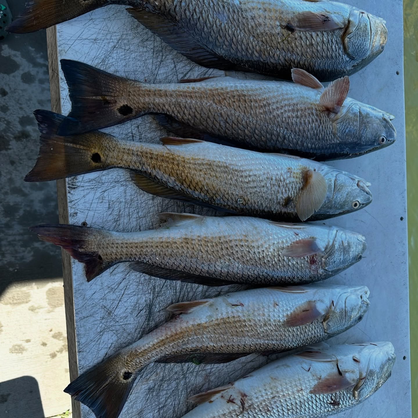 Five redfish caught in Sneads Ferry
