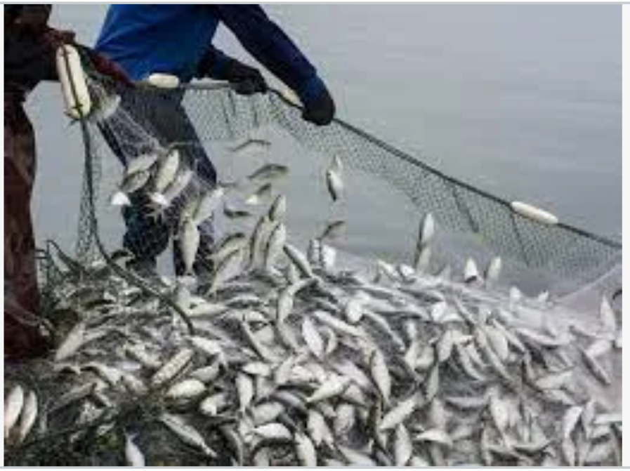 Fresh catch of small fish in fishing net on boat deck
