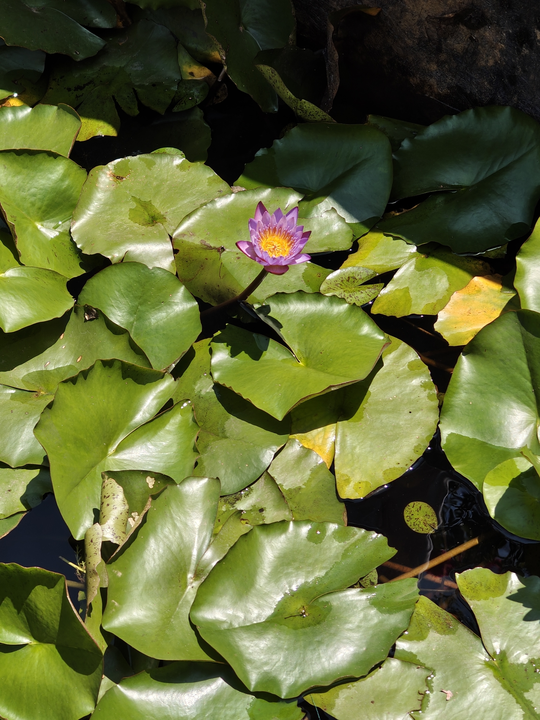 Water lily flower blooming among lily pads in Chennai Tamil Nadu pond