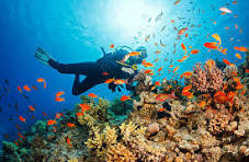Cage diving adventure in Classes new flow test - underwater shark encounter experience