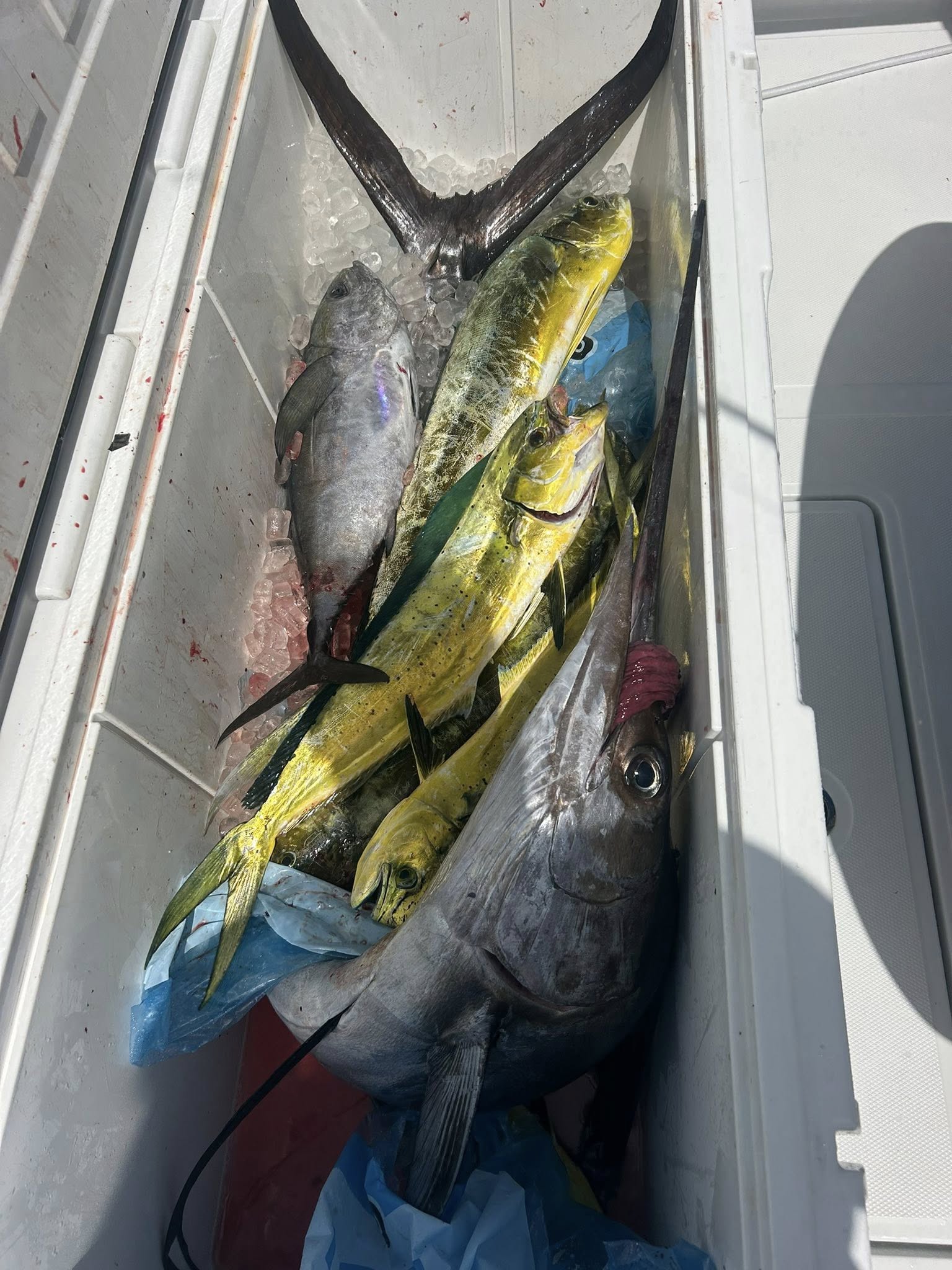 3 fish caught while fishing in FL
