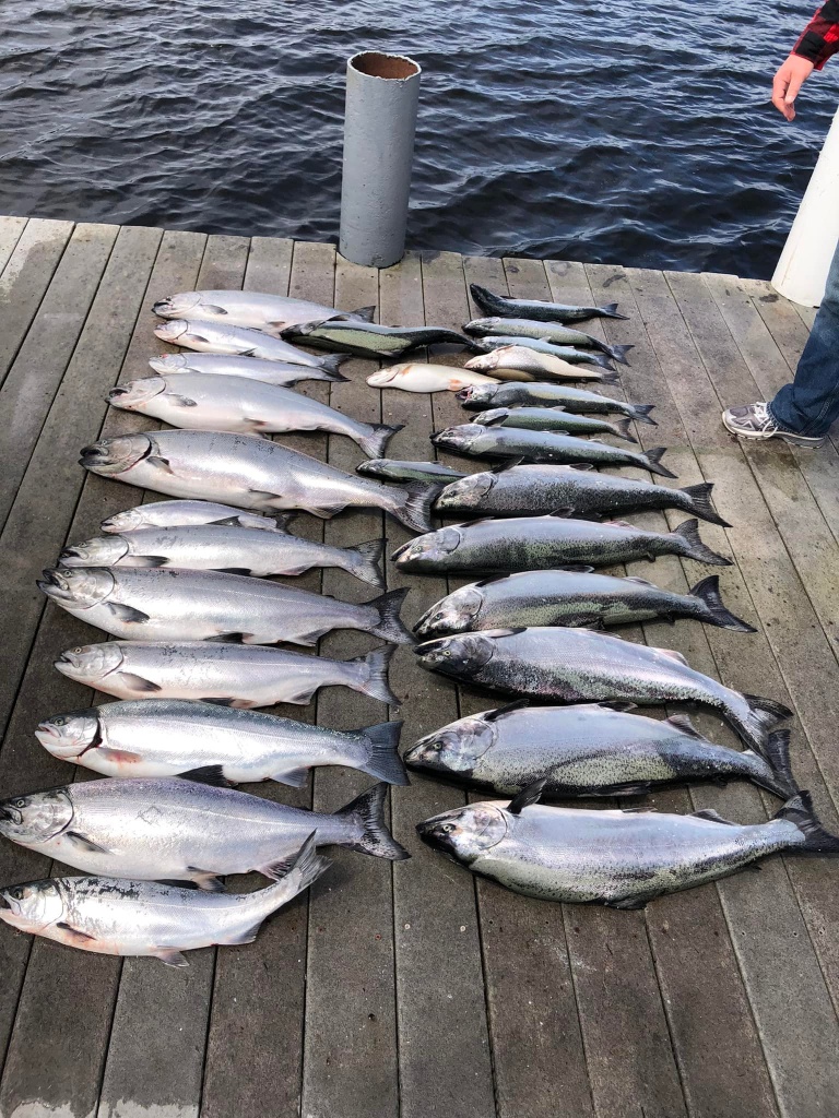 10 coho salmon on fishing trip in MI