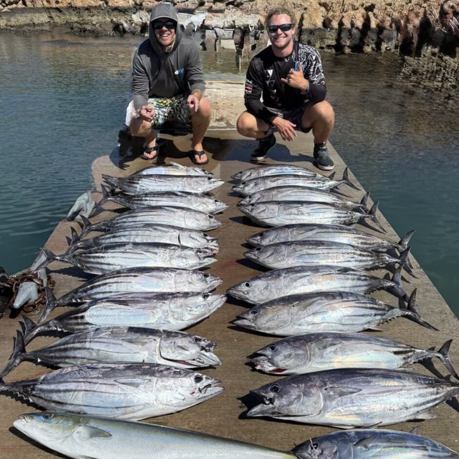 Large catch of skipjack tuna displayed on dock in Kailua-Kona Hawaii after successful fishing trip