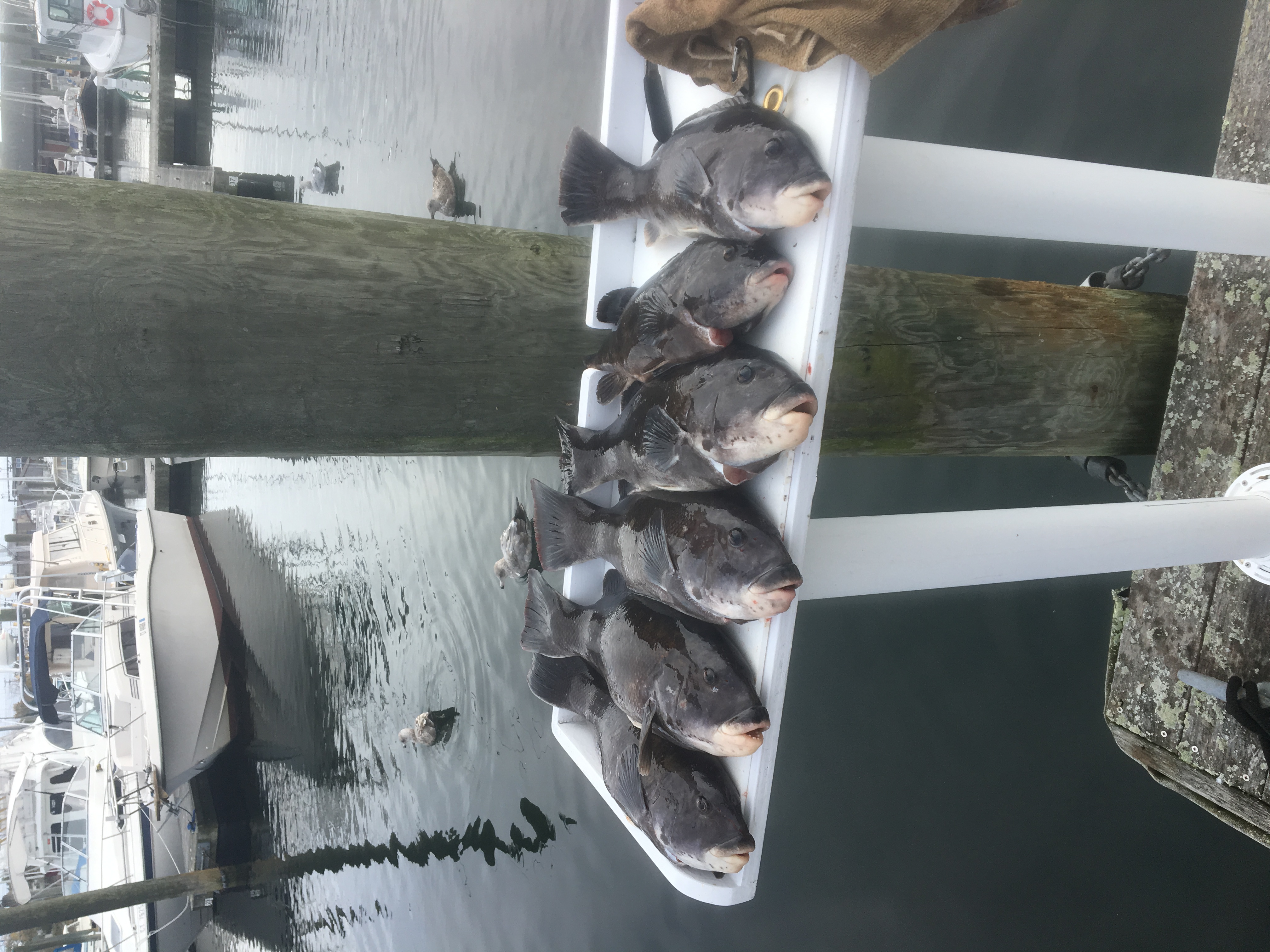 Three fish caught in New London
