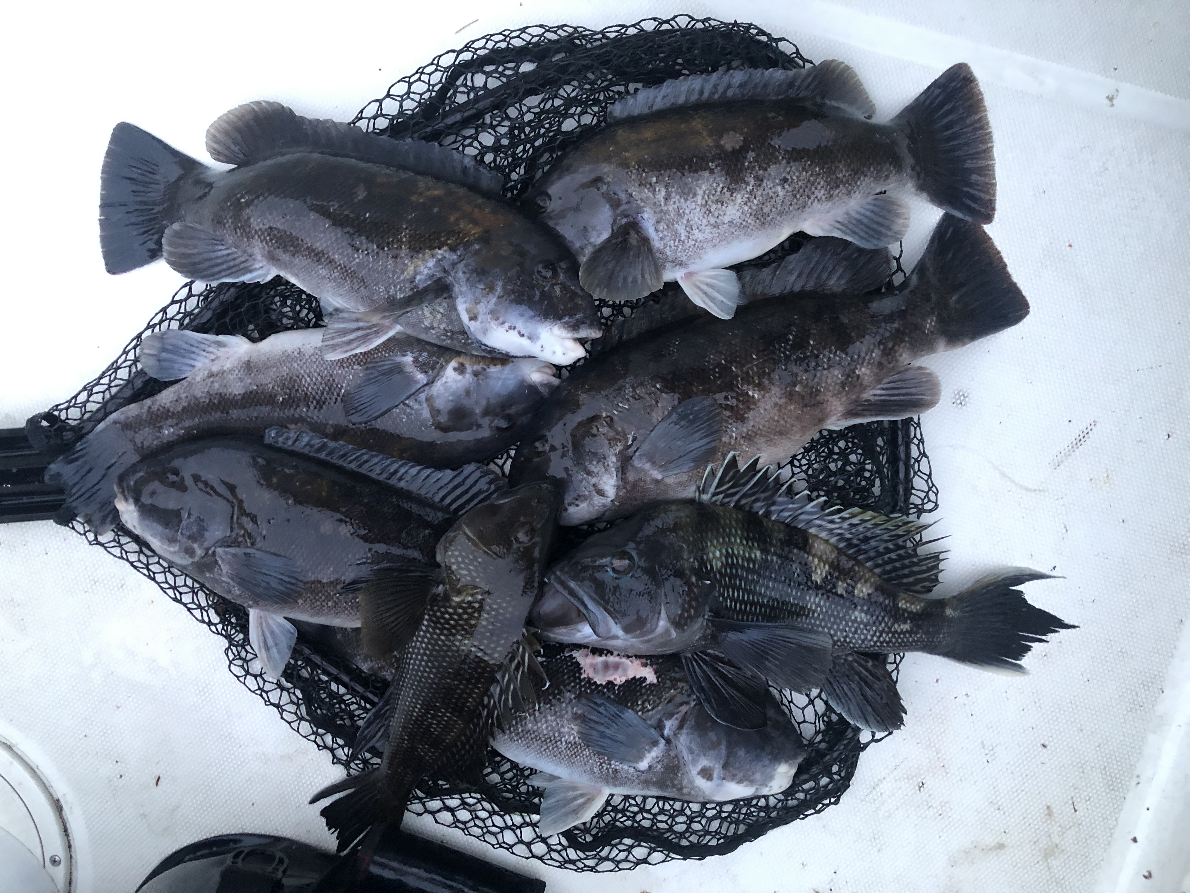 Five sea bass and tautog caught in New London