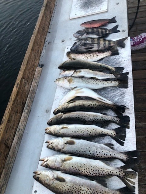 Several Trout Species Caught from Tampa Bay