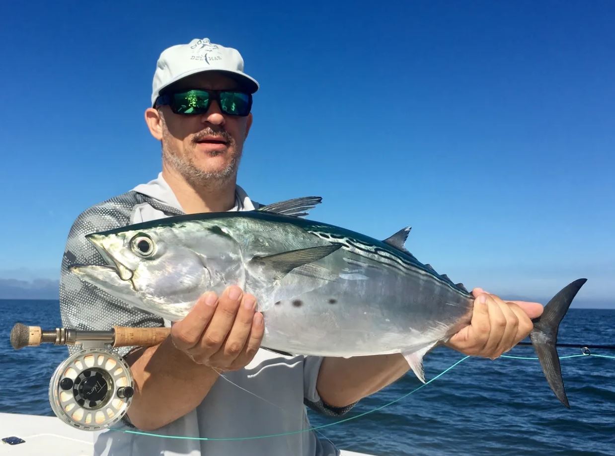 A fish, the Little Tunny, caught while fishing in Florida.