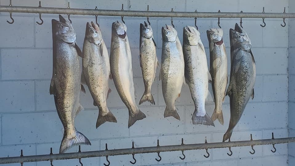 Seven rainbow trout fishing in Two Rivers