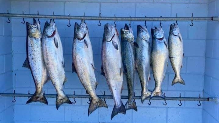 Bluefish caught in WI