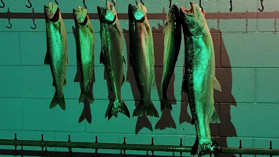 Five fish caught in Two Rivers