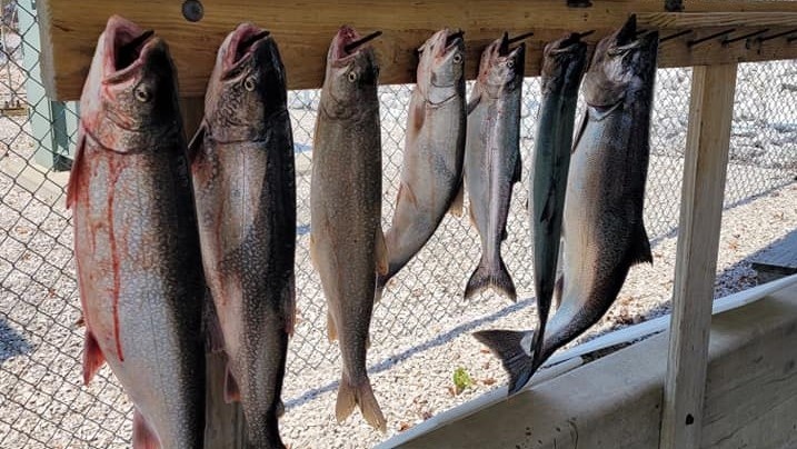Five rainbow trout caught in Manistee