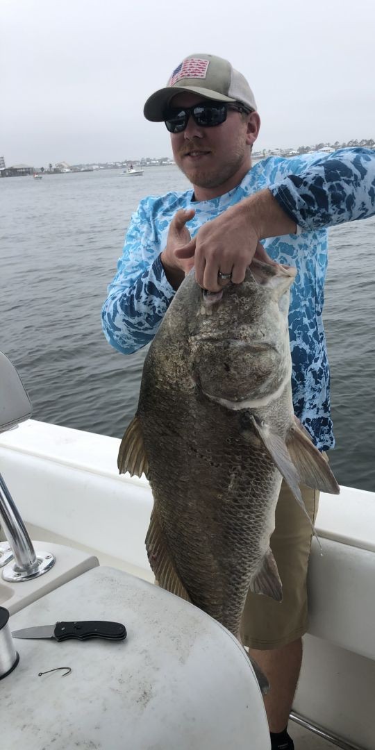 Angler with a large Black Drum fish in Gulf Shores