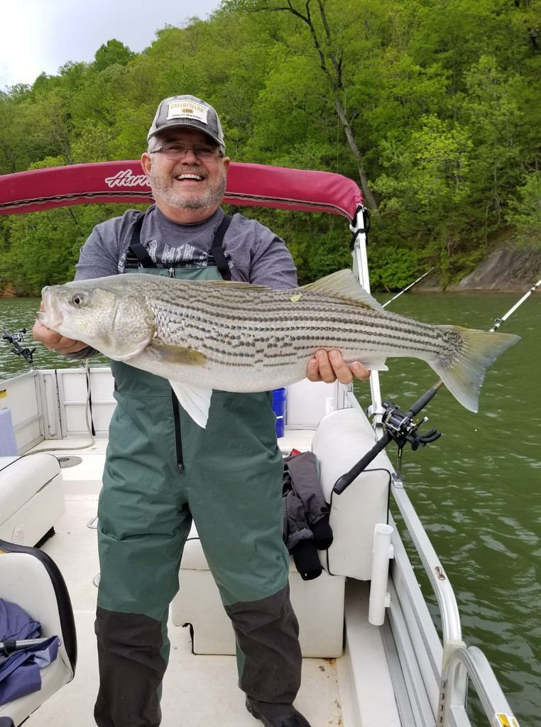 A striped bass measuring 30 inches caught by a person in Hardy