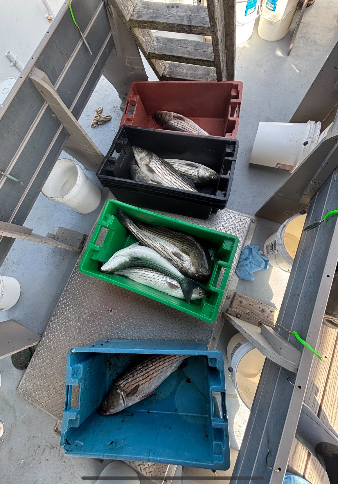 Striped bass fishing in MA