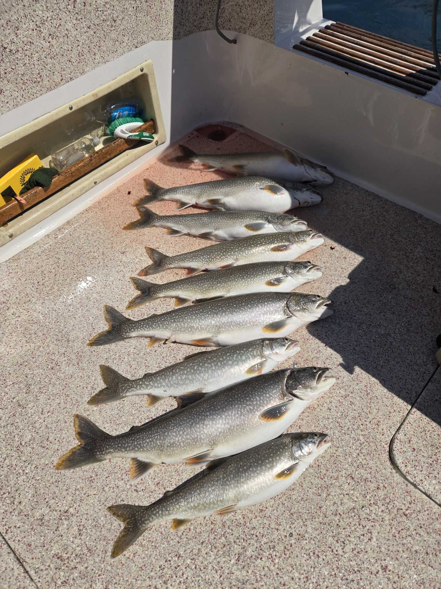 Nine lake trout lined up on boat deck after successful fishing trip in Knife River MN