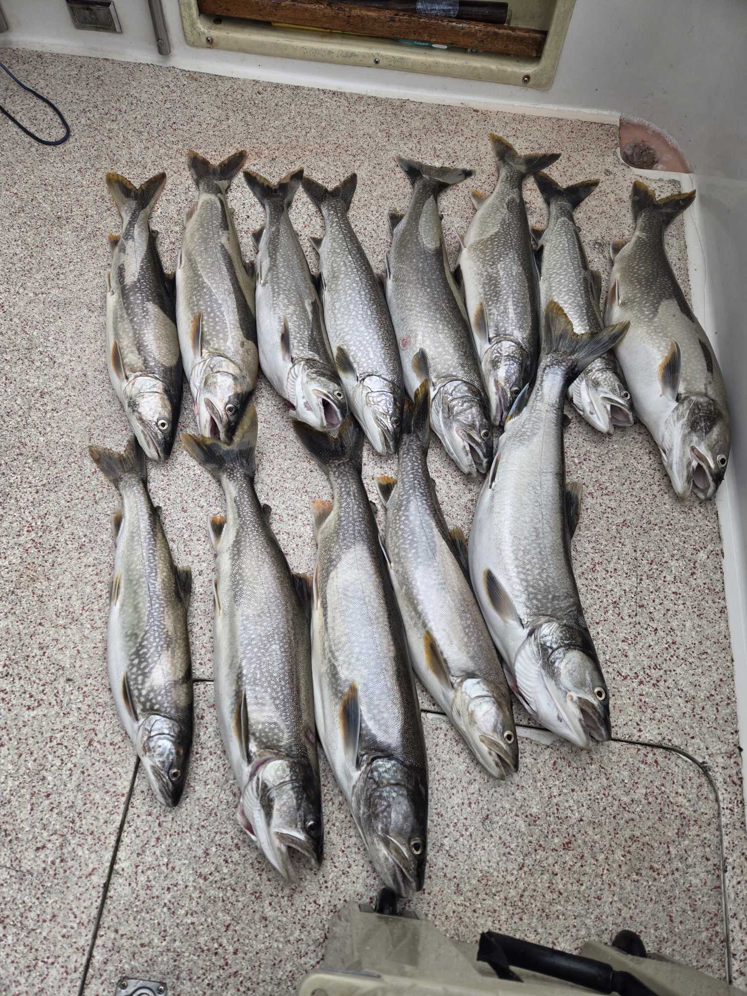 Fresh caught lake trout from fishing charter in Knife River Minnesota