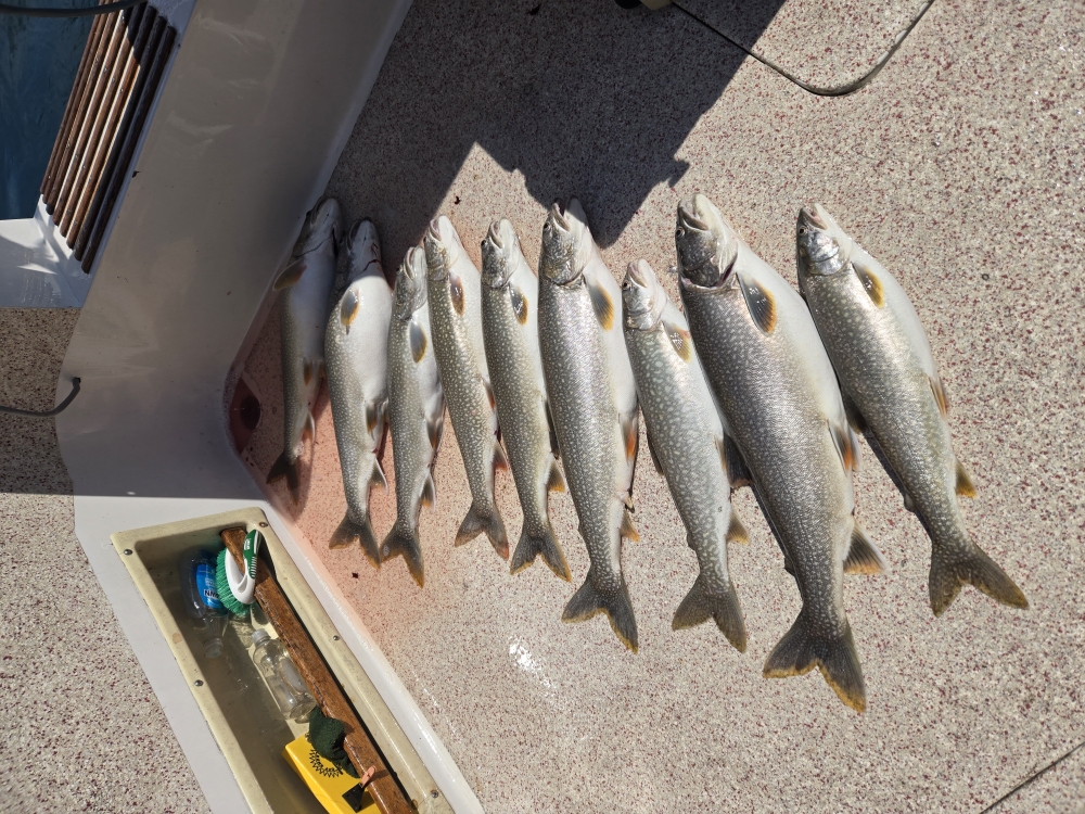 Lake trout fishing catch displayed on boat deck in Knife River MN