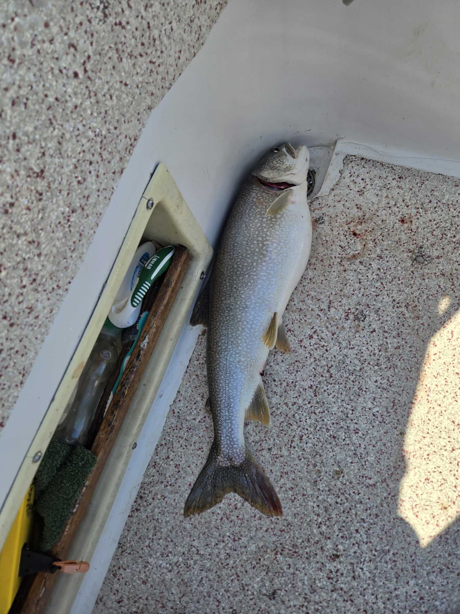 Fresh caught Lake Trout on boat deck in Knife River MN