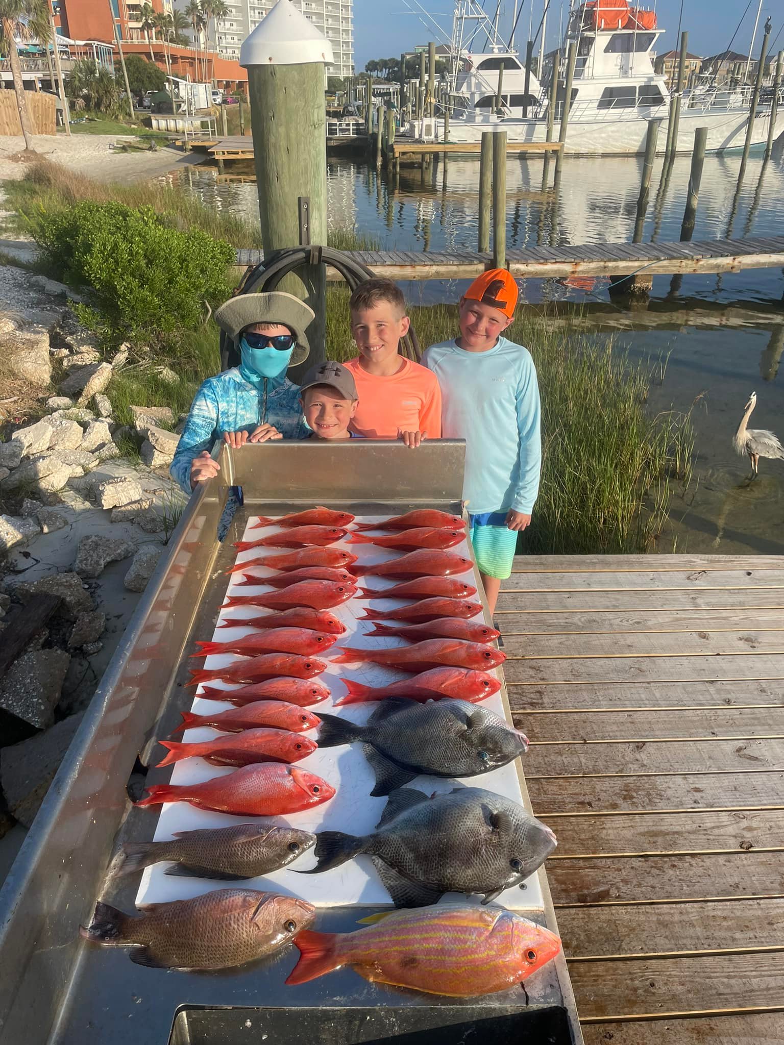 Grey Triggerfish and Mangrove red snapper caught in FL