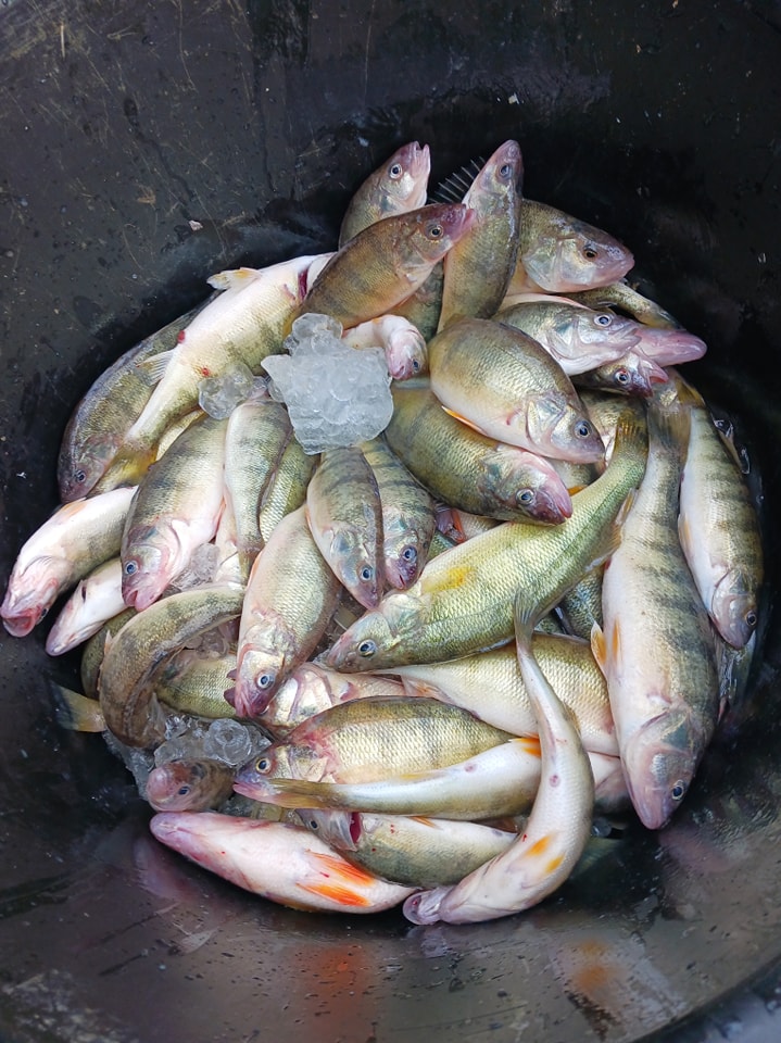 Five fish caught in Ohio