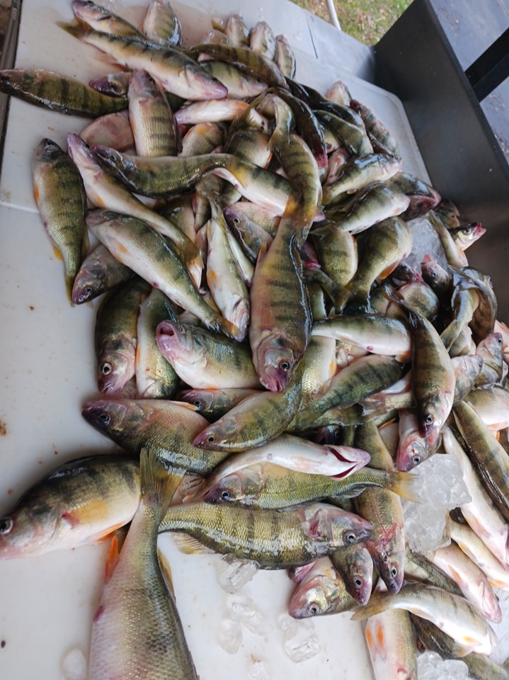A collection of 6 fish caught while fishing in Ohio