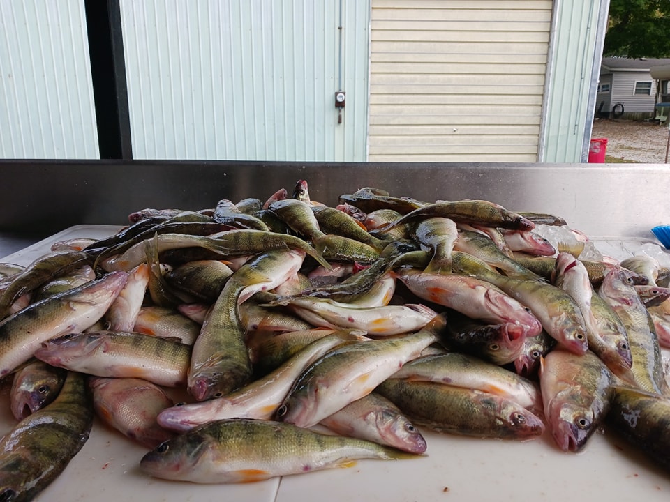 Four muskellunge caught fishing in OH
