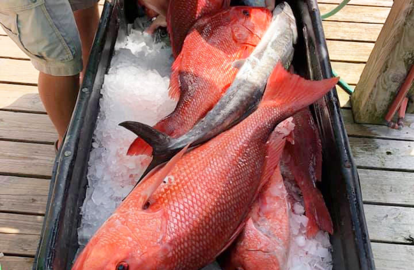 Best, great fishing adventure in AL