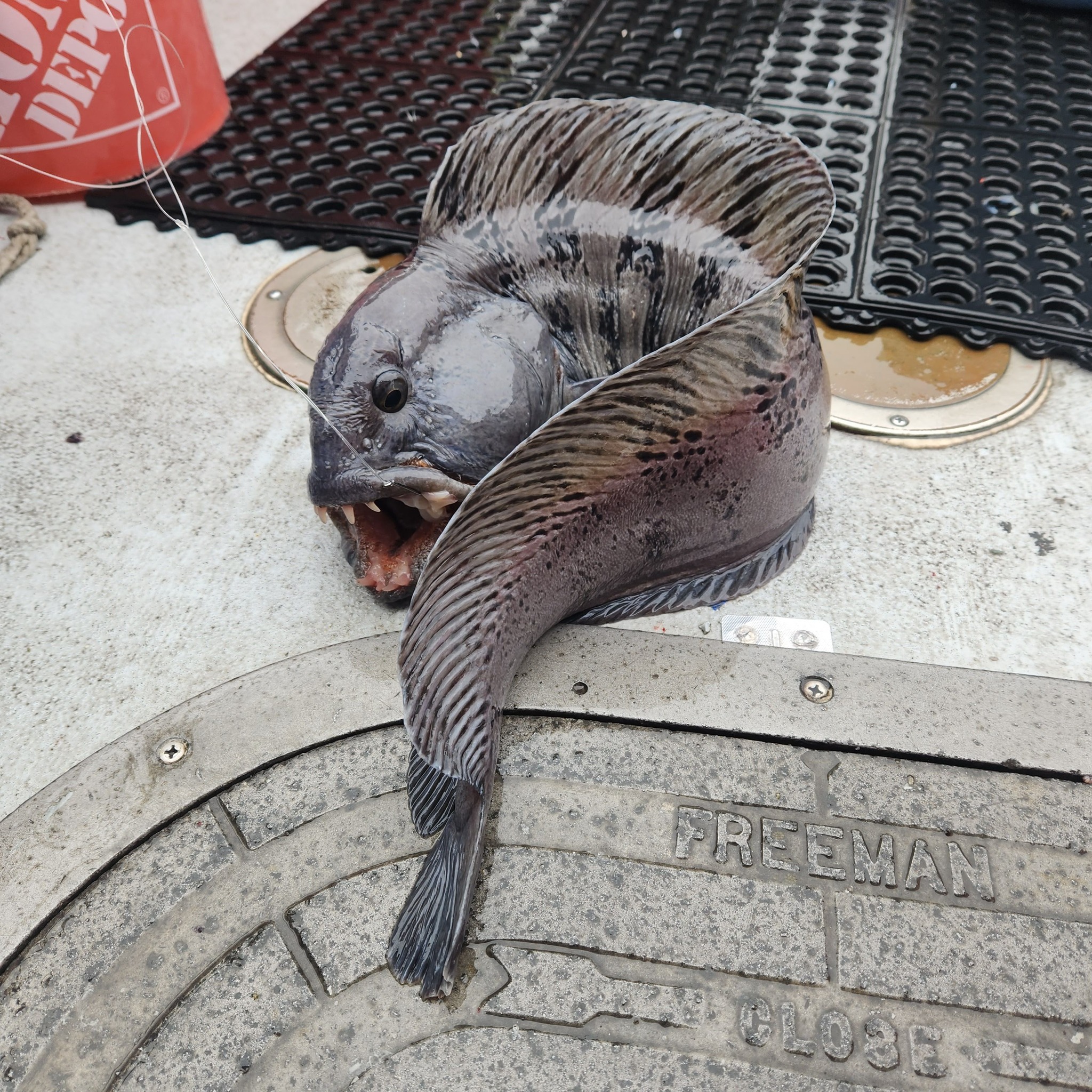 Large fish caught on concrete dock with manhole cover in Rye NH