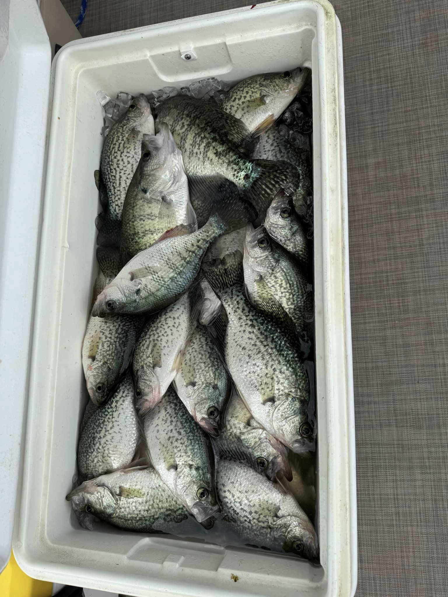 8 crappie, white crappie fish caught in TX