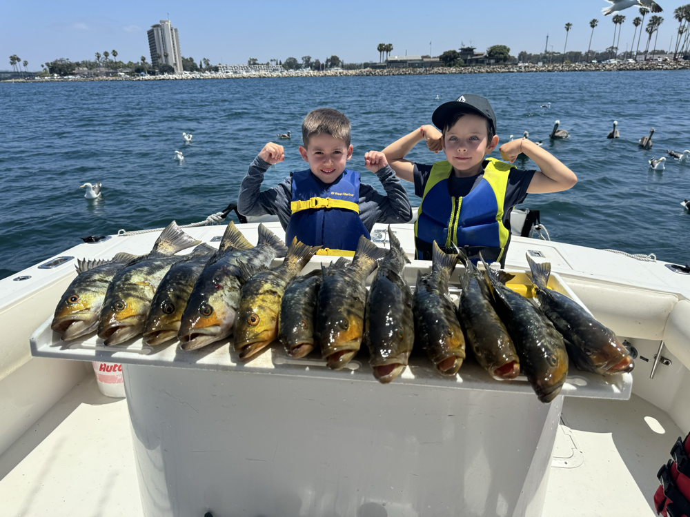 Three fish caught while fishing in San Diego