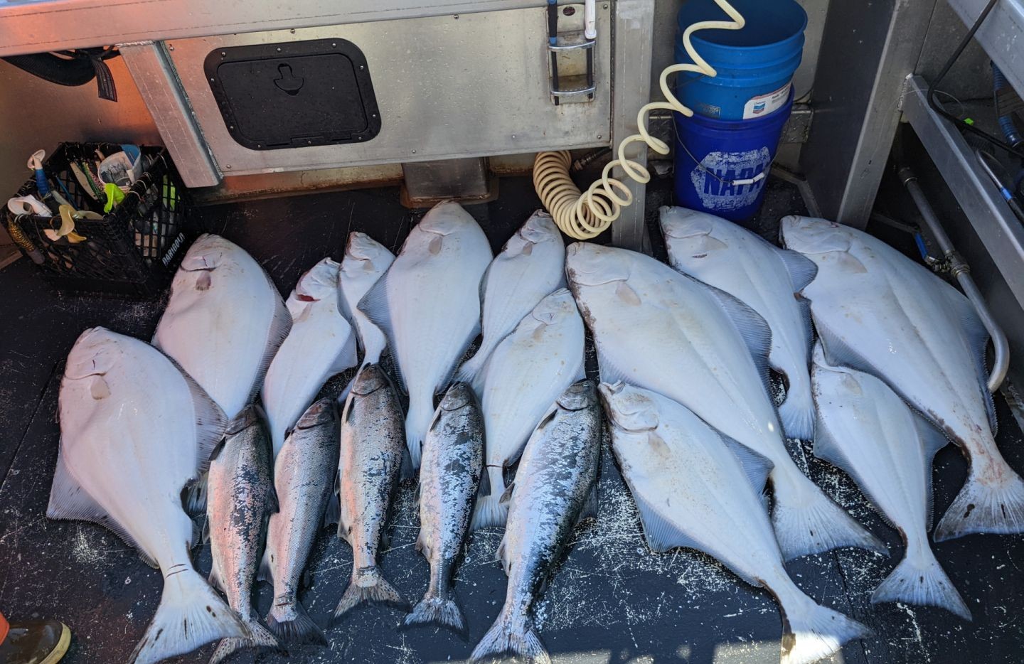 8 rainbow trout caught on the Kenai Peninsula