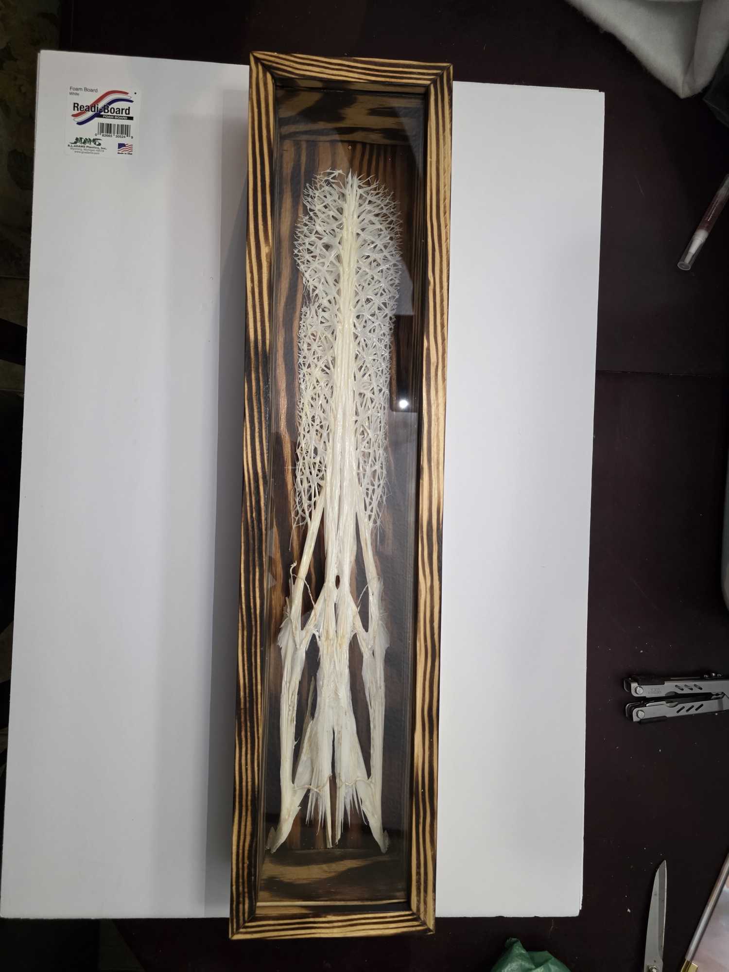 Framed display of preserved fish skeleton in wooden shadow box from Glencoe OK fishing expedition