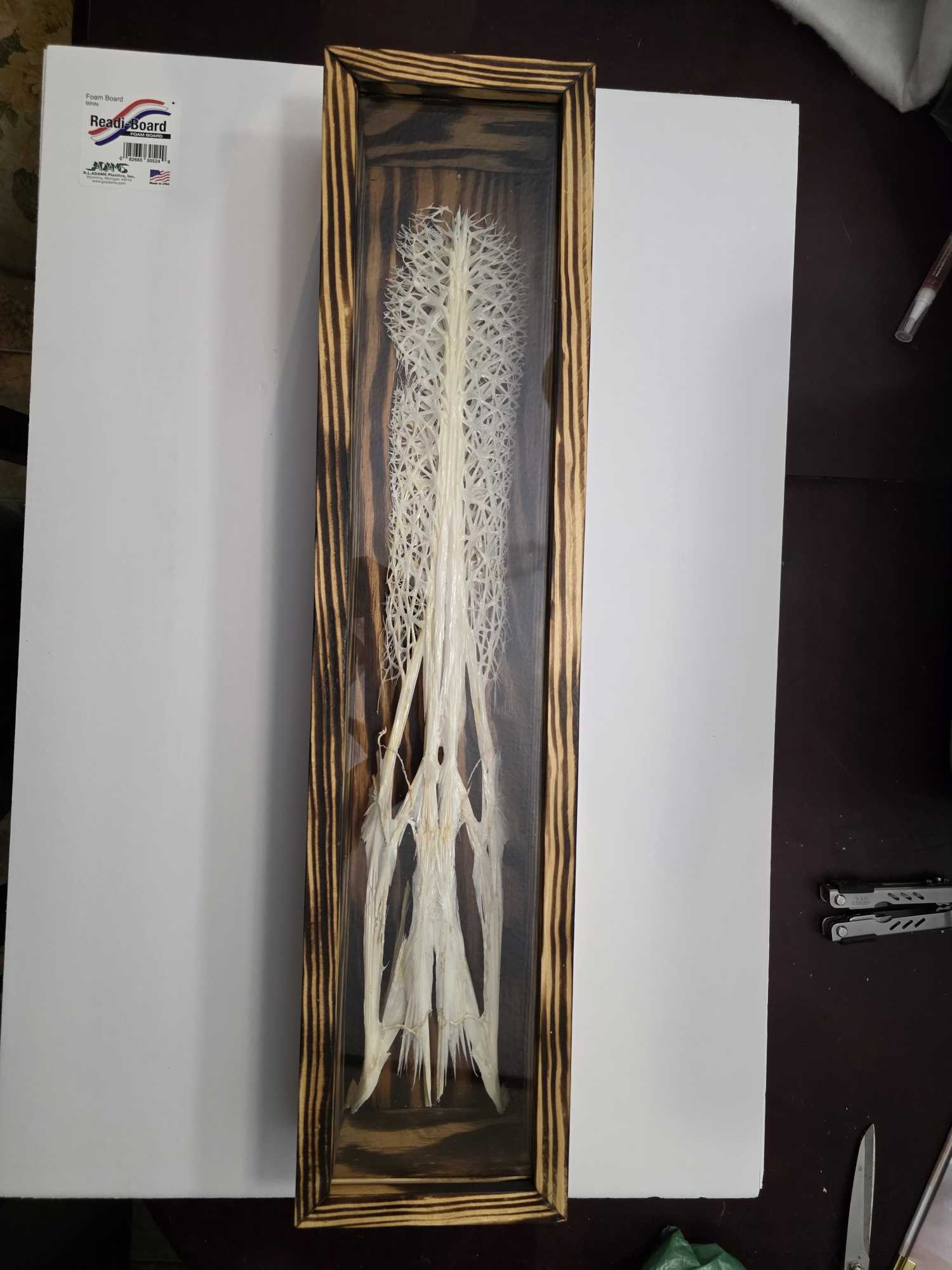 Framed display of white fish skeleton specimen in wooden shadow box