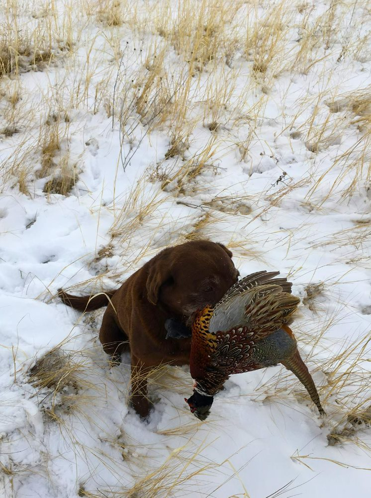 Hunting in Byers