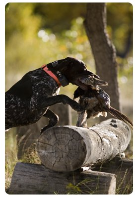 Hunting adventure in Colorado