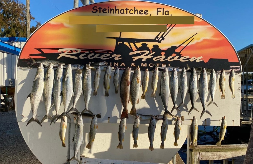 Cero mackerel fish caught in FL
