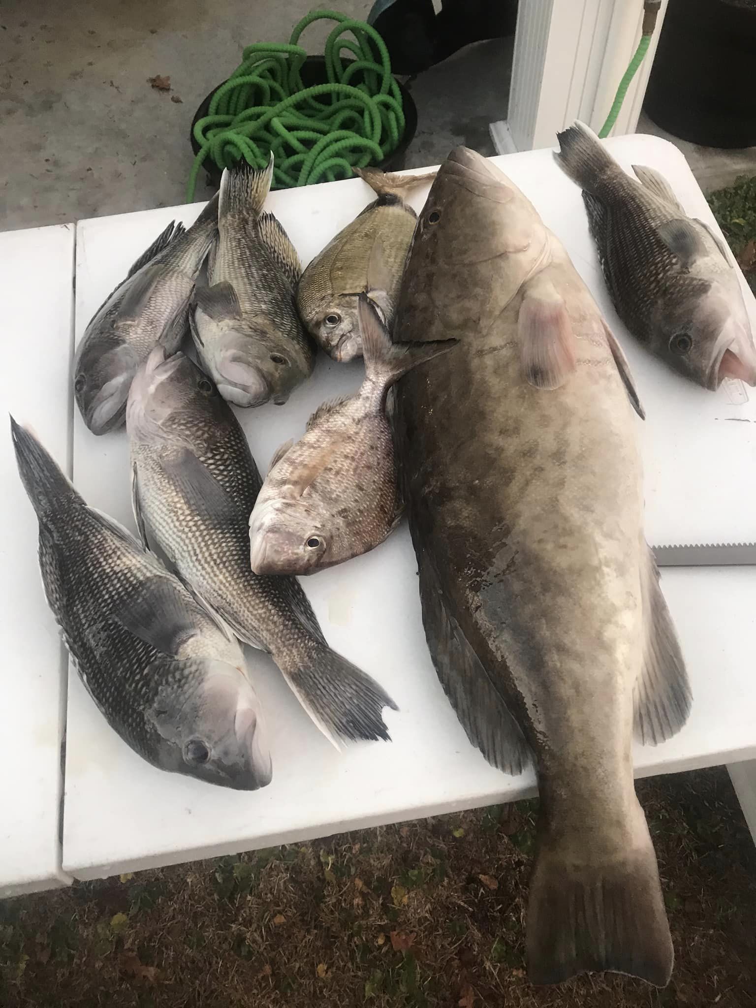Five sea bass caught in North Myrtle Beach