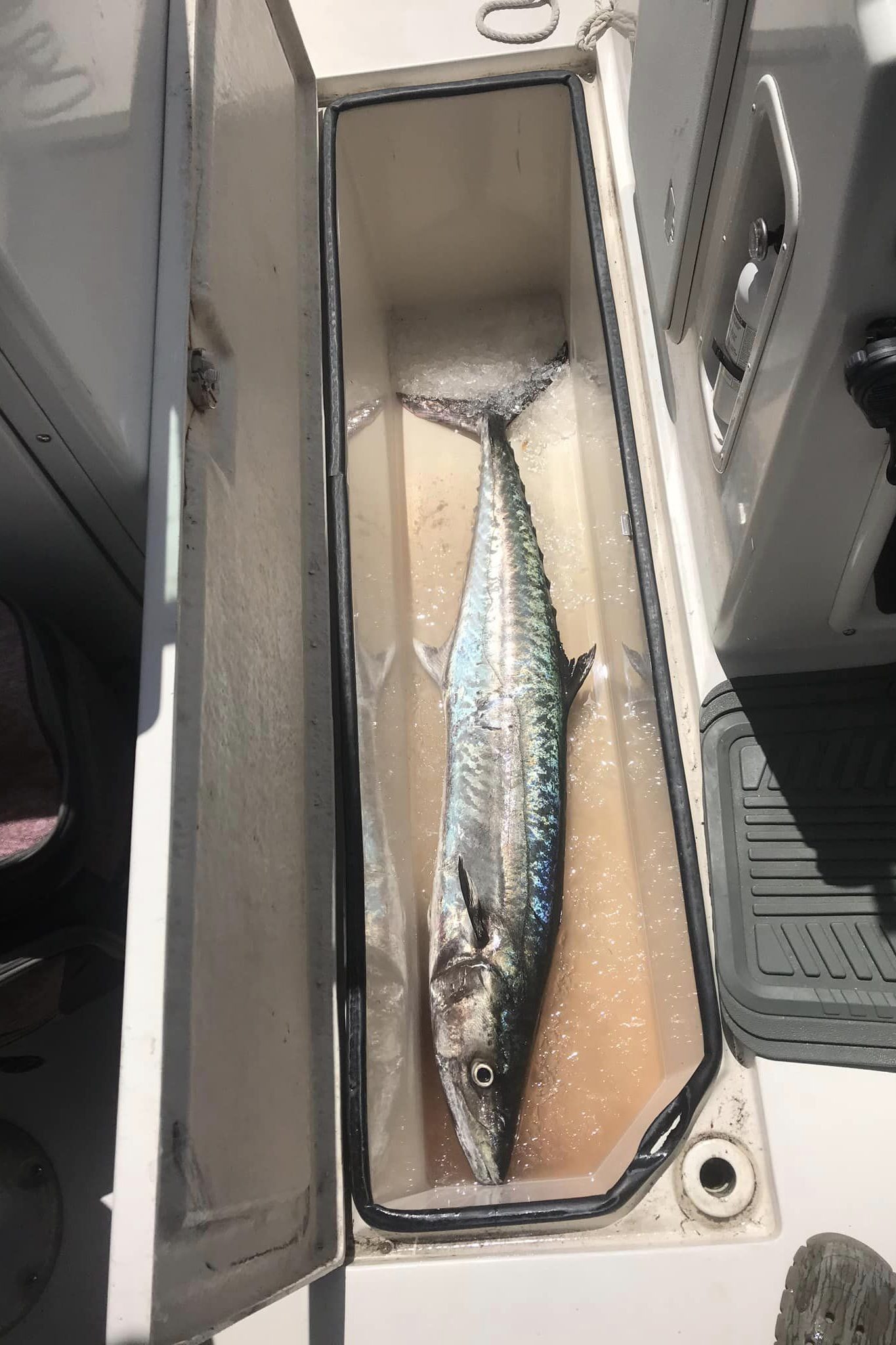 king mackerel fishing in sc