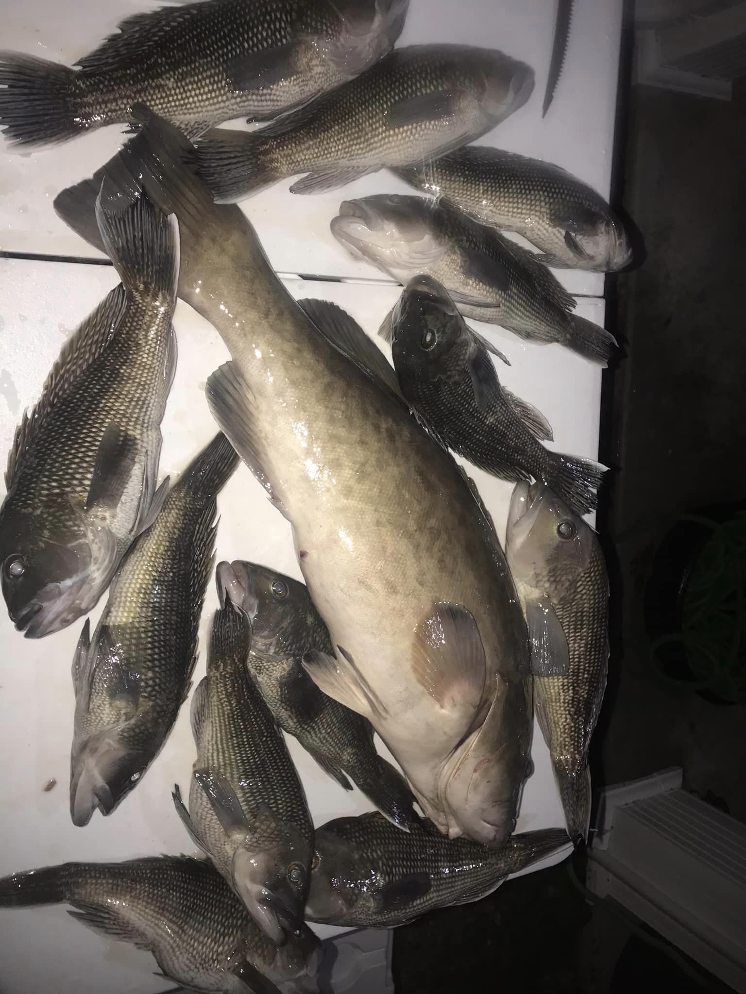Nine sea bass caught in North Myrtle Beach
