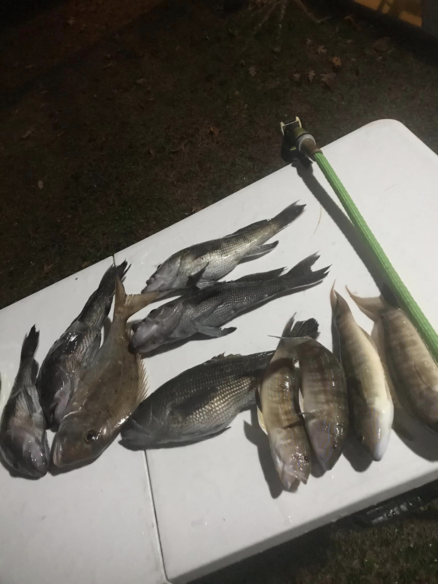 Six fish caught in North Myrtle Beach while fishing
