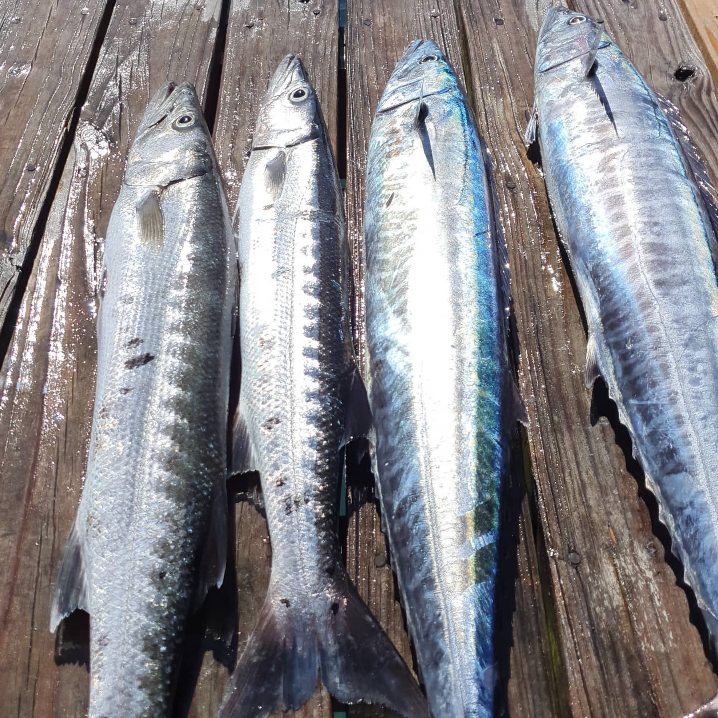 4 fish caught in the waters of Nassau