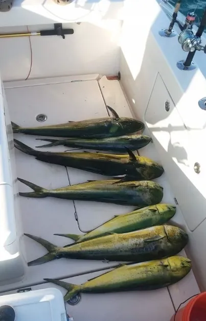 5 fish caught in Beaufort while fishing
