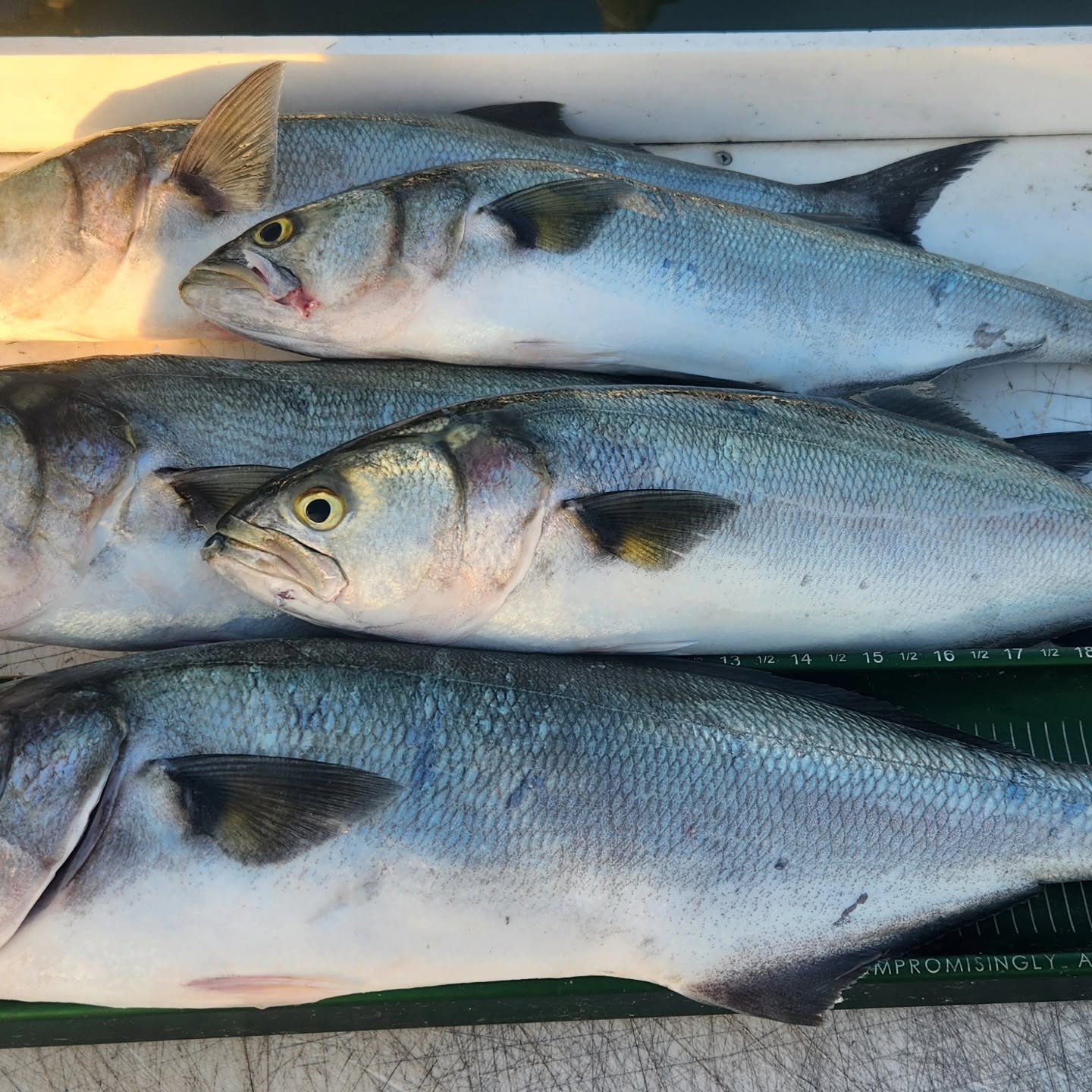 Fresh caught bluefish displayed on measuring board in Reedville VA