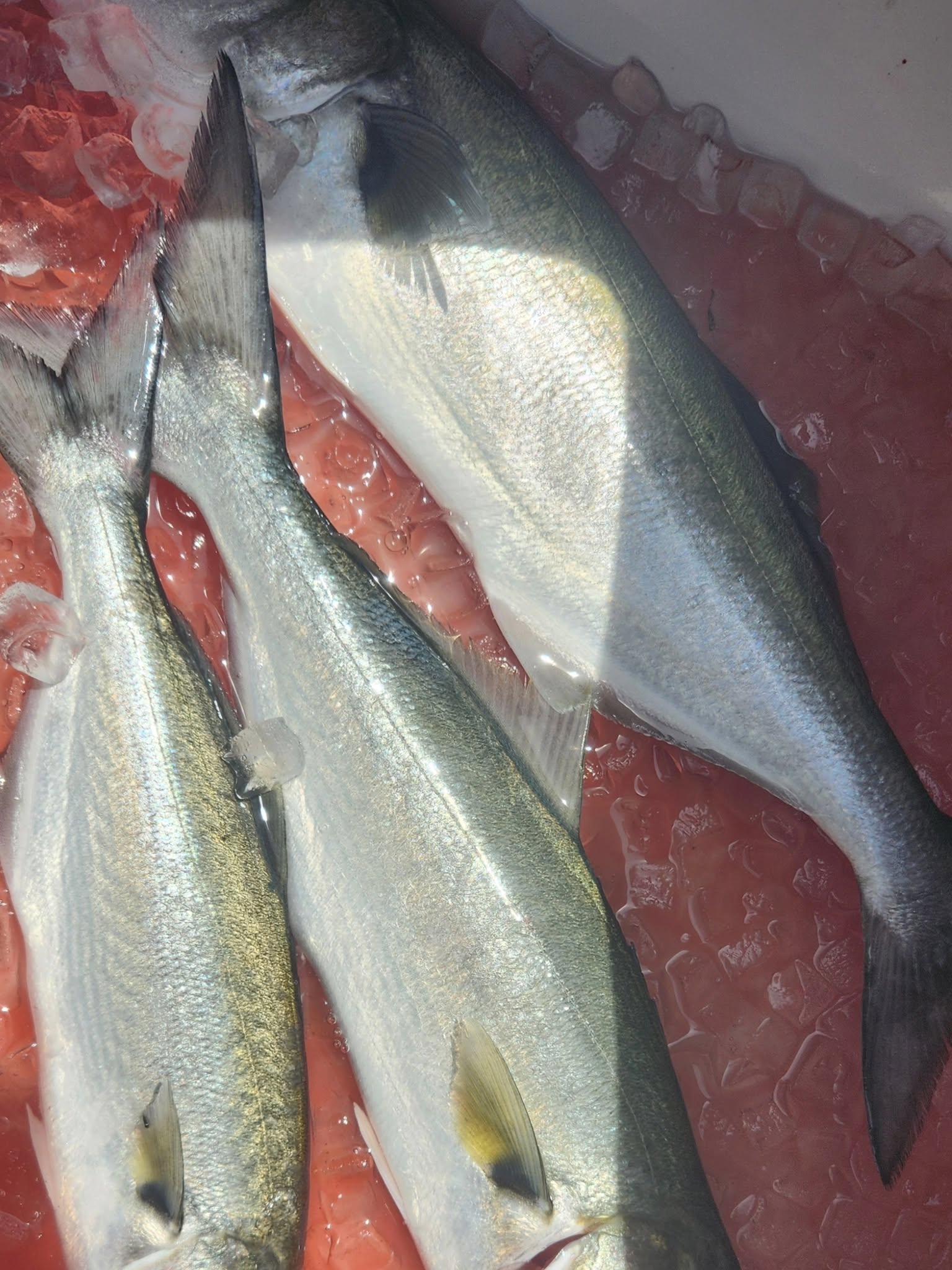 Fresh caught fish displayed on ice at fishing market in Reedville VA