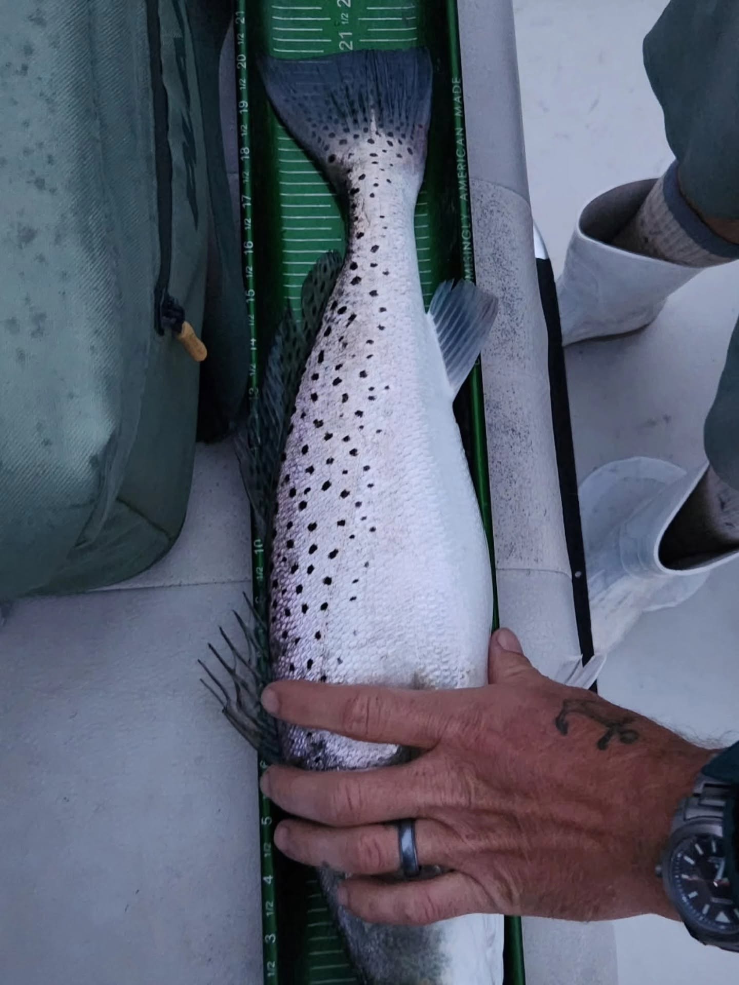 Large speckled trout caught fishing in Reedville VA displayed on measuring board