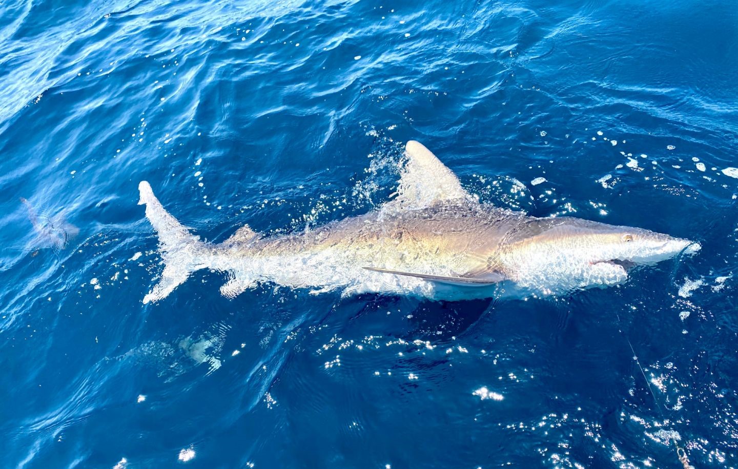Fishing at the best, great location in Panama City Beach